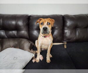 Coonhound-Unknown Mix Dogs for adoption in Evansville, IN, USA