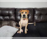 Small Coonhound Mix