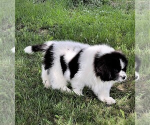 Newfoundland Puppy for sale in CORTEZ, CO, USA