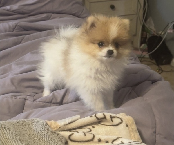 Medium Photo #2 Pomeranian Puppy For Sale in FIFE, WA, USA