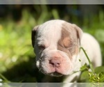 Small Photo #6 American Bully Puppy For Sale in PORTLAND, OR, USA