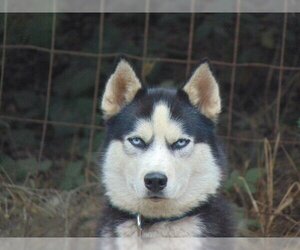 Siberian Husky Dogs for adoption in Pacific grove , CA, USA