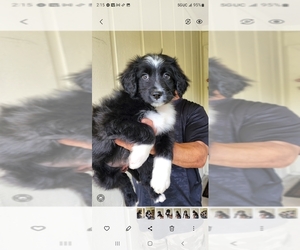 Aussiedoodle Puppy for sale in JACKSONVILLE, FL, USA