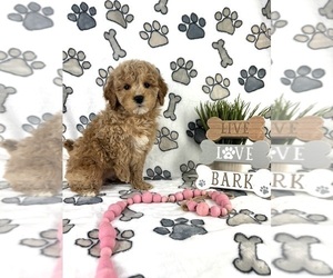 Goldendoodle (Miniature) Puppy for sale in INDIANAPOLIS, IN, USA