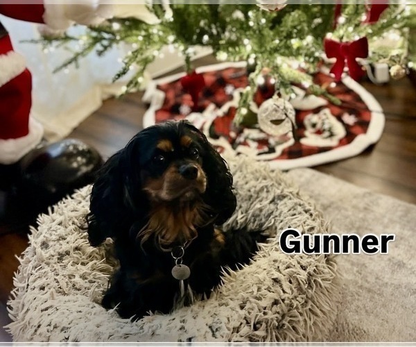 Medium Photo #1 Cavalier King Charles Spaniel Puppy For Sale in RIVERSIDE, CA, USA