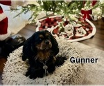 Small Photo #1 Cavalier King Charles Spaniel Puppy For Sale in RIVERSIDE, CA, USA