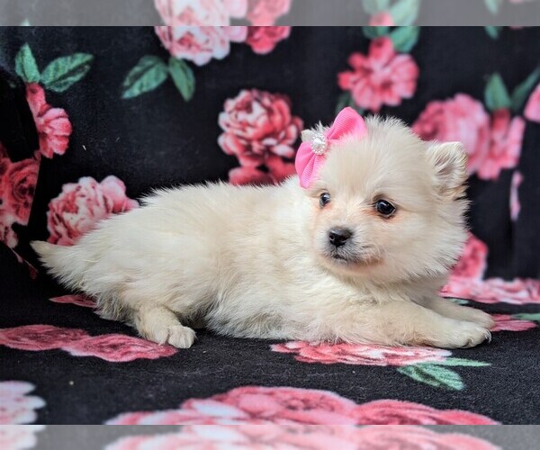 Medium Photo #4 Pomeranian Puppy For Sale in CHRISTIANA, PA, USA