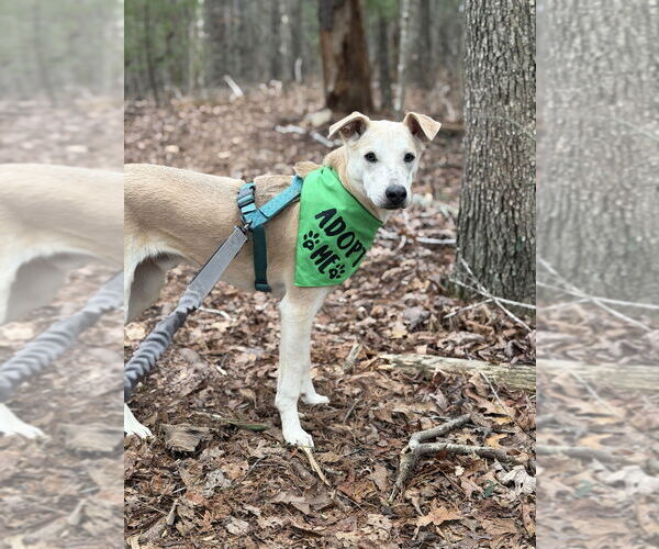 Medium Photo #1 Mutt Puppy For Sale in Candler, NC, USA