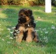 Small Photo #15 German Shepherd Dog Puppy For Sale in FOREST GROVE, OR, USA