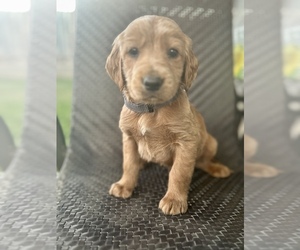 Goldendoodle Puppy for sale in ORANGE, CA, USA
