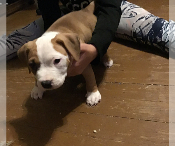 Medium Photo #4 American Bully Puppy For Sale in GRIFFIN, GA, USA