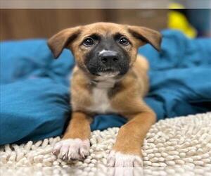 Labrador Retriever-Unknown Mix Dogs for adoption in Conroe, TX, USA