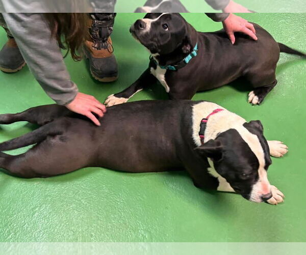 Medium Photo #3 Mutt Puppy For Sale in Rustburg, VA, USA