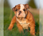 Small #5 English Bulldog