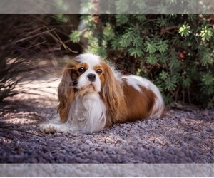 Father of the Cavalier King Charles Spaniel puppies born on 03/28/2026