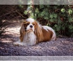 Small Photo #1 Cavalier King Charles Spaniel Puppy For Sale in PHOENIX, AZ, USA