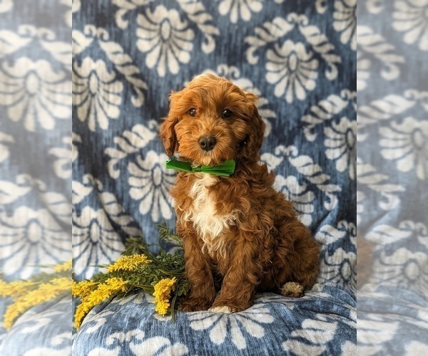 Medium Photo #1 Cavapoo Puppy For Sale in KIRKWOOD, PA, USA
