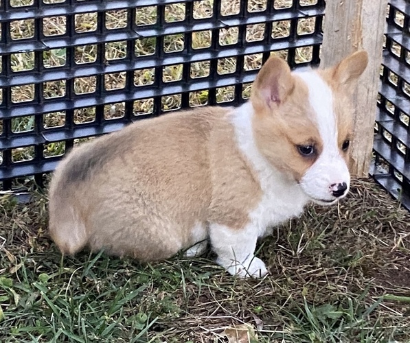Medium Photo #5 Pembroke Welsh Corgi Puppy For Sale in NATHALIE, VA, USA
