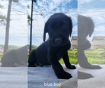 Small #13 Labrador Retriever