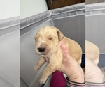 Puppy Blue Leo Golden Retriever