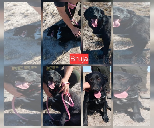 Medium Photo #1 Labrador Retriever-Unknown Mix Puppy For Sale in Minneapolis, MN, USA