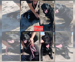 Labrador Retriever-Unknown Mix Dogs for adoption in Minneapolis, MN, USA