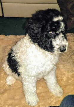 Medium Photo #2 Pyredoodle Puppy For Sale in VERGENNES, IL, USA