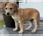 Small #2 Retriever  Mix