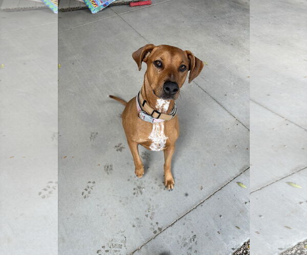Medium Photo #3 Mutt Puppy For Sale in Emmett, ID, USA