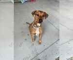 Small #2 Mutt