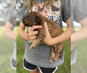 Poodle (Standard) Puppy for sale in WEST PLAINS, MO, USA