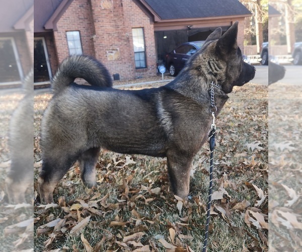 Medium Photo #3 Akita Puppy For Sale in MEM, TN, USA