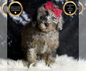 Poodle (Toy) Puppy for sale in WARSAW, IN, USA