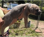 Small #7 Cane Corso