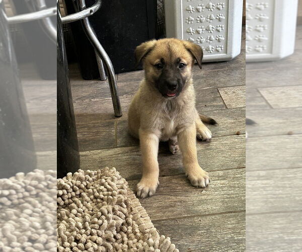 Medium Photo #1 German Shepherd Dog-Unknown Mix Puppy For Sale in Raleigh, NC, USA