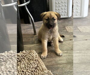 German Shepherd Dog-Unknown Mix Dogs for adoption in Raleigh, NC, USA