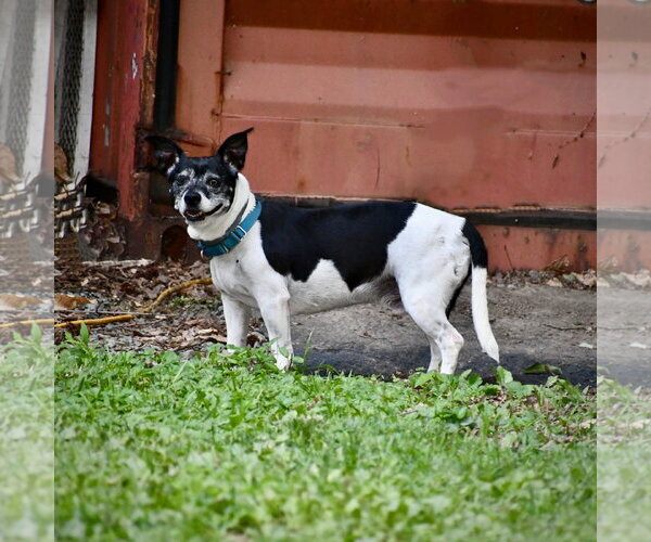 Medium Photo #2 Rat Terrier-Unknown Mix Puppy For Sale in Atlanta, GA, USA
