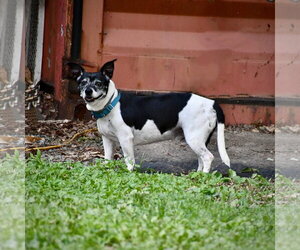 Max (VA) - Male Rat Terrier-Unknown Mix Dog for Adoption - Photo #2