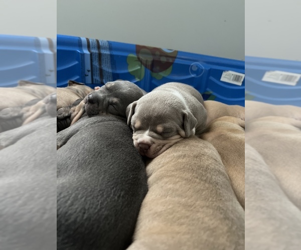Medium Photo #14 American Bully Puppy For Sale in WESTVILLE, IN, USA