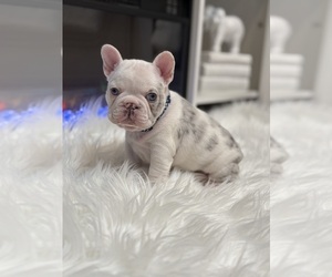 French Bulldog Puppy for Sale in CINCINNATI, Ohio USA