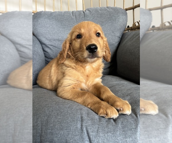 Medium Photo #3 Golden Retriever Puppy For Sale in INDIANAPOLIS, IN, USA