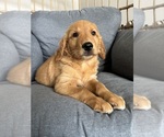 Small #2 Golden Retriever