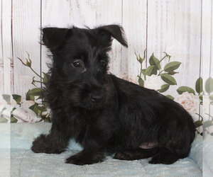 Scottish Terrier Puppy for sale in PENNS CREEK, PA, USA