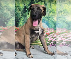 Mastiff Dogs for adoption in Lakewood, CO, USA