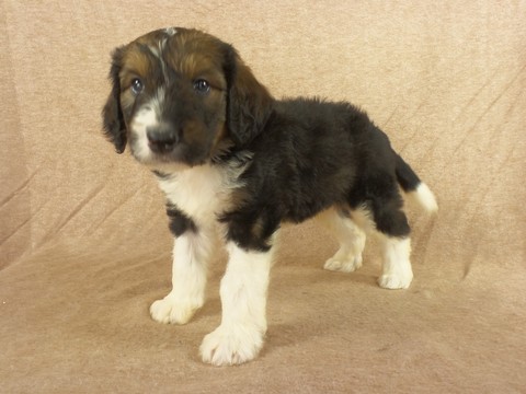 Medium Photo #1 Bernedoodle Puppy For Sale in RIVERSIDE, IA, USA