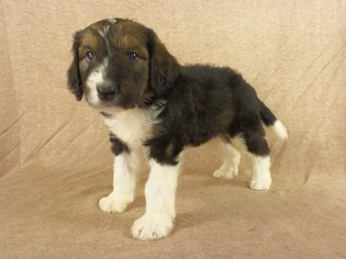 Bernedoodle Puppy for sale in RIVERSIDE, IA, USA