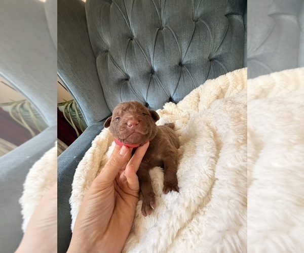 Medium Photo #3 Chesapeake Bay Retriever Puppy For Sale in GREELEY, CO, USA