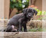 Small #2 Labrador Retriever Mix