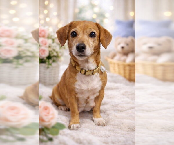 Medium Photo #1 Doxle Puppy For Sale in Sanford, FL, USA