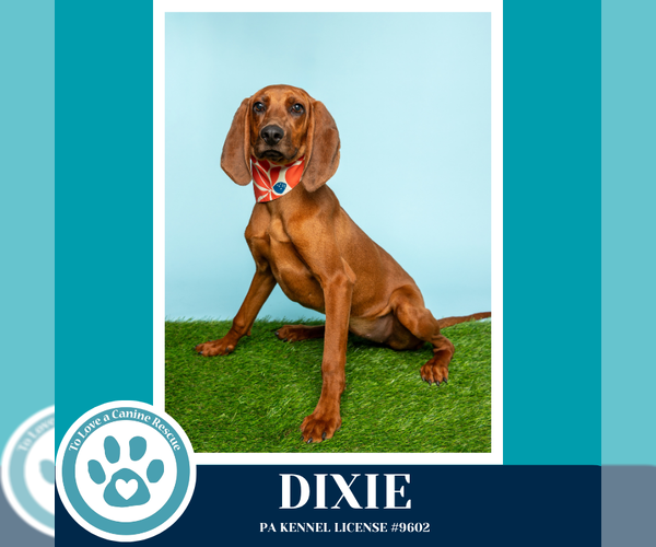 Medium Photo #6 Redbone Coonhound Puppy For Sale in Kimberton, PA, USA